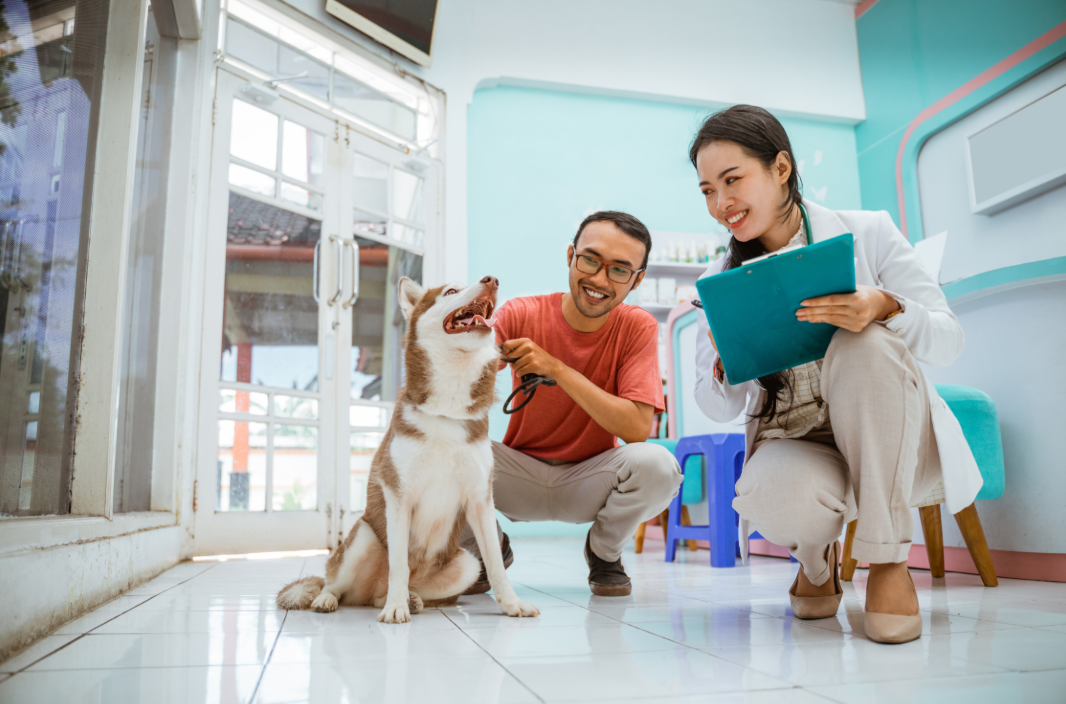 Understanding Pre-Existing Conditions in Pet Insurance